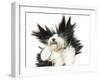 Sheepdog On White Background-kaprizka-Framed Art Print