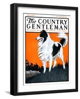 "Sheepdog Oversees Flock," Country Gentleman Cover, June 14, 1924-Paul Bransom-Framed Giclee Print