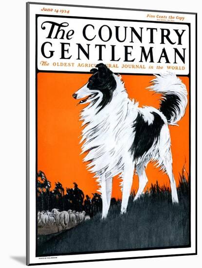 "Sheepdog Oversees Flock," Country Gentleman Cover, June 14, 1924-Paul Bransom-Mounted Giclee Print