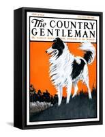 "Sheepdog Oversees Flock," Country Gentleman Cover, June 14, 1924-Paul Bransom-Framed Stretched Canvas