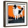 "Sheepdog Oversees Flock,"June 14, 1924-Paul Bransom-Framed Giclee Print