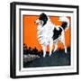 "Sheepdog Oversees Flock,"June 14, 1924-Paul Bransom-Framed Giclee Print