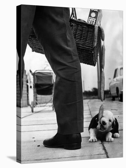 Sheepdog Puppy Stealing a String of Sausages Which are Hanging Down from a Wicker Shopping Basket-null-Stretched Canvas