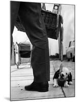 Sheepdog Puppy Stealing a String of Sausages Which are Hanging Down from a Wicker Shopping Basket-null-Mounted Premium Photographic Print