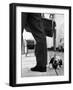 Sheepdog Puppy Stealing a String of Sausages Which are Hanging Down from a Wicker Shopping Basket-null-Framed Photographic Print