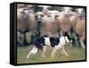 Sheepdog Rounding Up Domestic Sheep Bergueda, Spain, August 2004-Inaki Relanzon-Framed Stretched Canvas