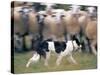 Sheepdog Rounding Up Domestic Sheep Bergueda, Spain, August 2004-Inaki Relanzon-Stretched Canvas