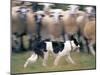 Sheepdog Rounding Up Domestic Sheep Bergueda, Spain, August 2004-Inaki Relanzon-Mounted Photographic Print