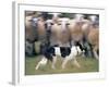 Sheepdog Rounding Up Domestic Sheep Bergueda, Spain, August 2004-Inaki Relanzon-Framed Photographic Print