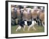 Sheepdog Rounding Up Domestic Sheep Bergueda, Spain, August 2004-Inaki Relanzon-Framed Photographic Print