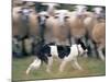 Sheepdog Rounding Up Domestic Sheep Bergueda, Spain, August 2004-Inaki Relanzon-Mounted Photographic Print