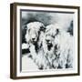 Sheepish-Sydney Edmunds-Framed Premium Giclee Print