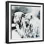 Sheepish-Sydney Edmunds-Framed Premium Giclee Print