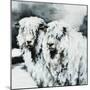 Sheepish-Sydney Edmunds-Mounted Premium Giclee Print