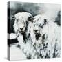 Sheepish-Sydney Edmunds-Stretched Canvas