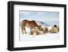Sheeps & Haflinger Horse Winter-null-Framed Art Print