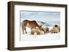 Sheeps & Haflinger Horse Winter-null-Framed Art Print