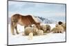 Sheeps & Haflinger Horse Winter-null-Mounted Art Print