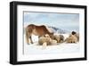 Sheeps & Haflinger Horse Winter-null-Framed Art Print