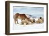 Sheeps & Haflinger Horse Winter-null-Framed Art Print