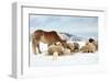 Sheeps & Haflinger Horse Winter-null-Framed Art Print