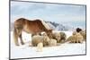 Sheeps & Haflinger Horse Winter-null-Mounted Art Print