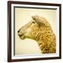 Sheeps Head-Mark Gemmell-Framed Photographic Print