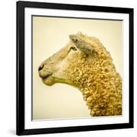 Sheeps Head-Mark Gemmell-Framed Photographic Print