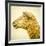 Sheeps Head-Mark Gemmell-Framed Photographic Print