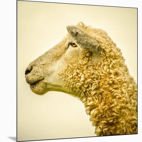 Sheeps Head-Mark Gemmell-Mounted Photographic Print
