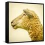 Sheeps Head-Mark Gemmell-Framed Stretched Canvas