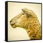Sheeps Head-Mark Gemmell-Framed Stretched Canvas