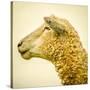 Sheeps Head-Mark Gemmell-Stretched Canvas