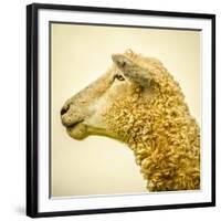 Sheeps Head-Mark Gemmell-Framed Photographic Print