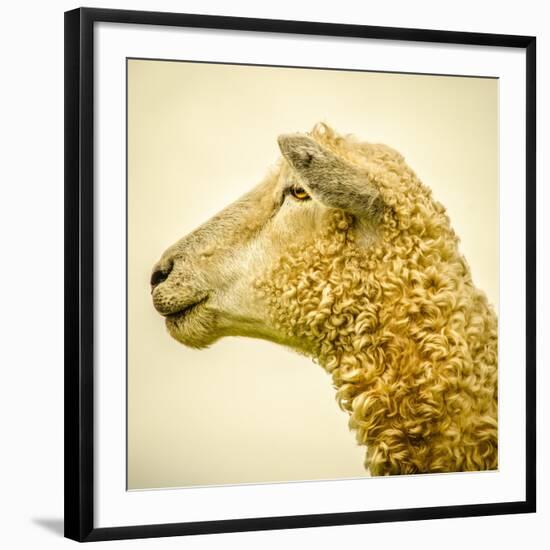 Sheeps Head-Mark Gemmell-Framed Photographic Print