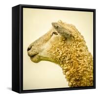 Sheeps Head-Mark Gemmell-Framed Stretched Canvas