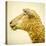 Sheeps Head-Mark Gemmell-Stretched Canvas