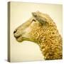 Sheeps Head-Mark Gemmell-Stretched Canvas