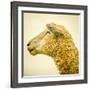 Sheeps Head-Mark Gemmell-Framed Photographic Print