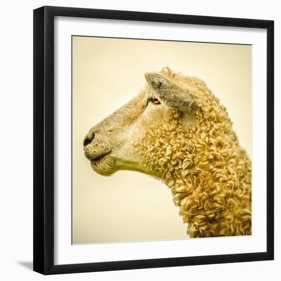 Sheeps Head-Mark Gemmell-Framed Photographic Print