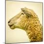 Sheeps Head-Mark Gemmell-Mounted Photographic Print