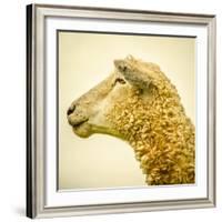 Sheeps Head-Mark Gemmell-Framed Photographic Print