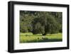 Sheepwalk at Orient, Majorca, the Balearic Islands, Spain-Rainer Mirau-Framed Photographic Print