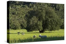 Sheepwalk at Orient, Majorca, the Balearic Islands, Spain-Rainer Mirau-Stretched Canvas