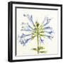 Sheer Beauty III-Liz Jardine-Framed Art Print