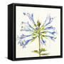 Sheer Beauty III-Liz Jardine-Framed Stretched Canvas