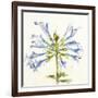 Sheer Beauty III-Liz Jardine-Framed Premium Giclee Print