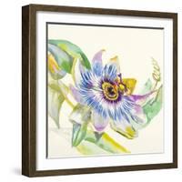 Sheer Beauty IX-Liz Jardine-Framed Art Print