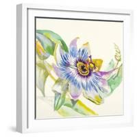 Sheer Beauty IX-Liz Jardine-Framed Art Print