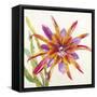 Sheer Beauty VII-Liz Jardine-Framed Stretched Canvas